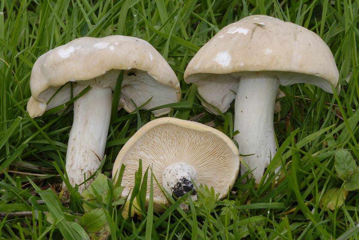 Рядовка майская (calocybe gambosa) –  грибы сибири