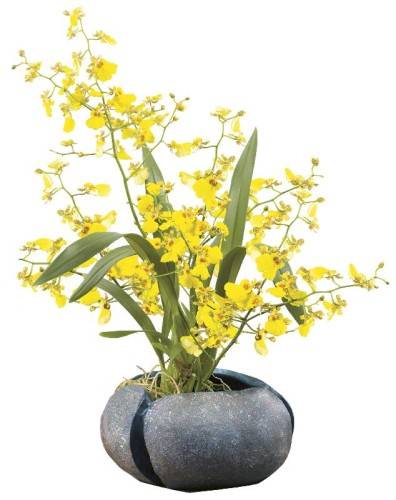 Онцидиум – уход в домашних условиях. выращивание орхидеи онцидиум, пересадка и размножение. описание. фото