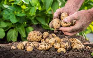 Виды парши картофеля и популярные средства борьбы с болезнью