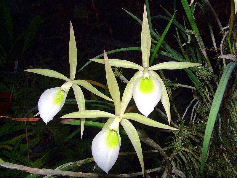 Ароматная орхидея брассавола – изюминка среди комнатных растений