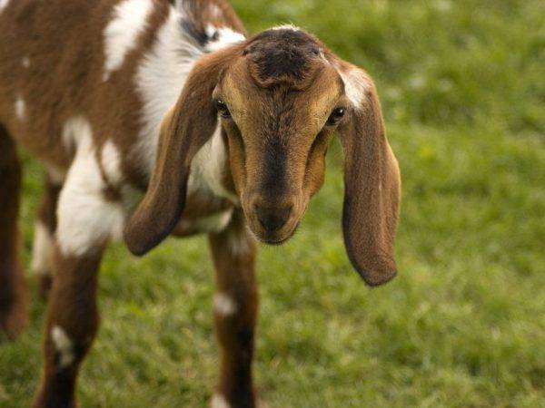 Нубийские козы (49 фото): описание козлят англо-нубийской породы. сколько они дают молока? отзывы владельцев
