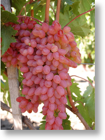 Встречайте — виноград «арсеньевский» яркий представитель рода кишмиш