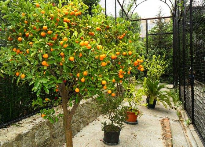 Апельсин: описание и выращивание дома