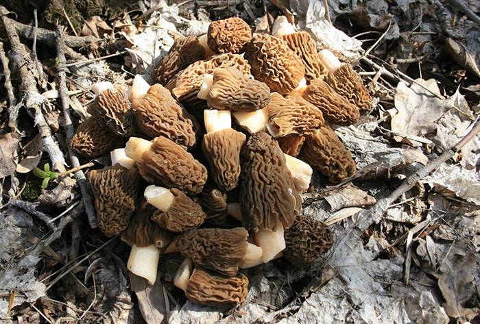 Какие ранние грибы находят с начала весны