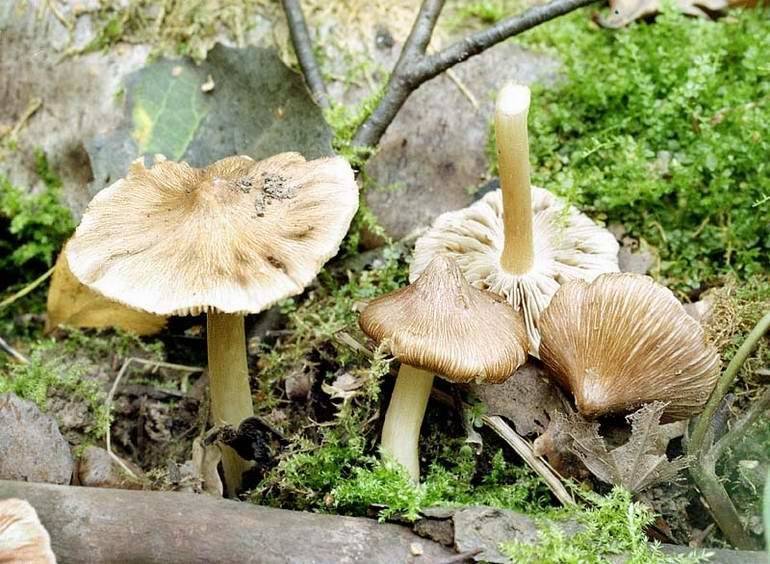 Волоконница земляная – очень ядовитый гриб