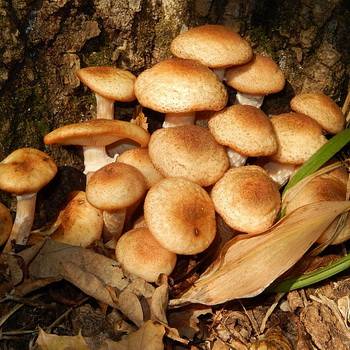 Осенние виды грибов в 2020 году