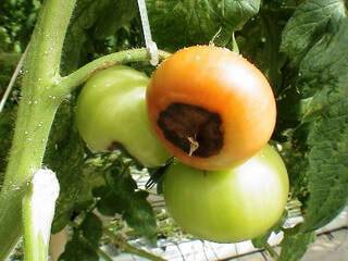 Болезни и вредители рассады томатов и борьба с ними фото