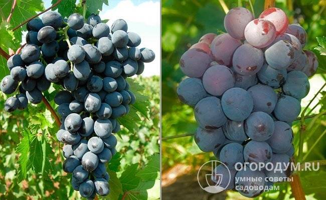 Описание сорта винограда аркадия и характеристика: правильная посадка, выращивание и уход за деревом с фото и видео