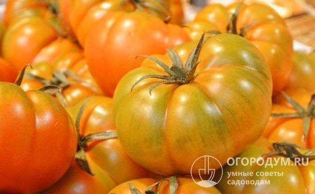 Лучшие сорта и гибриды томатов: описание, фото, названия сортов помидоров для подмосковья