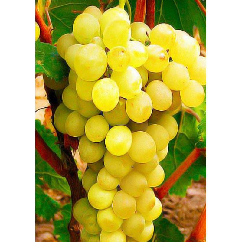 Виноград антоний великий. описание сорта и уход за растением