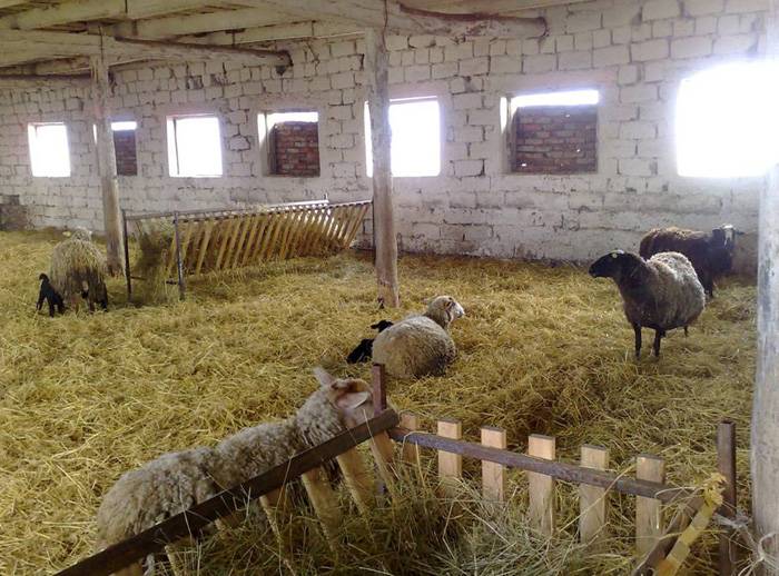 Помещение для овец: как самостоятельно сделать овчарню?