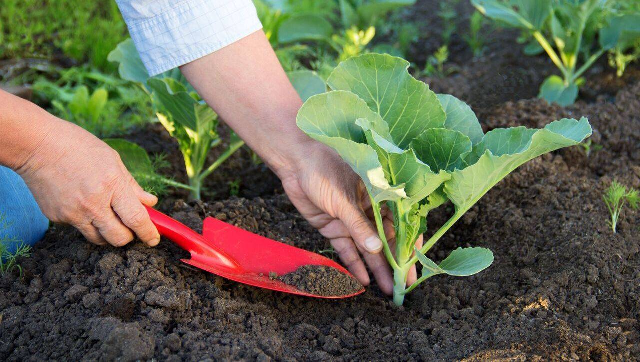 Когда можно пикировать рассаду капусты: как правильно и нужно ли прищипывать