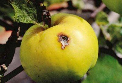 Яблонная плодожорка: описание с фото, меры борьбы