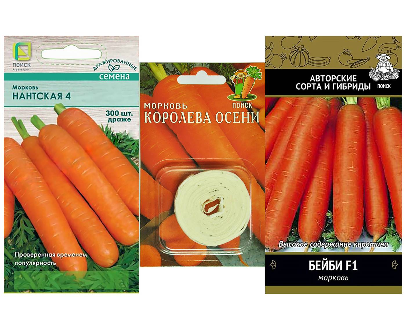 Описание сорта моркови королева осени