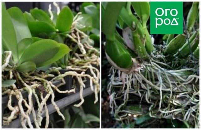 Все секреты выращивания орхидей в домашних условиях