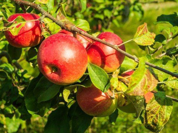 Сорт яблони заветное – описание, фото