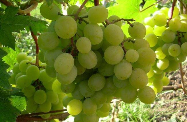 Виноград триумф: описание и характеристики сорта, выращивание и уход