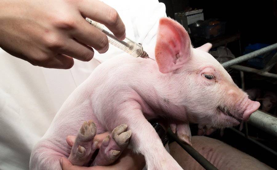Патологоанатомические изменения при заболевании животных африканской чумой свиней