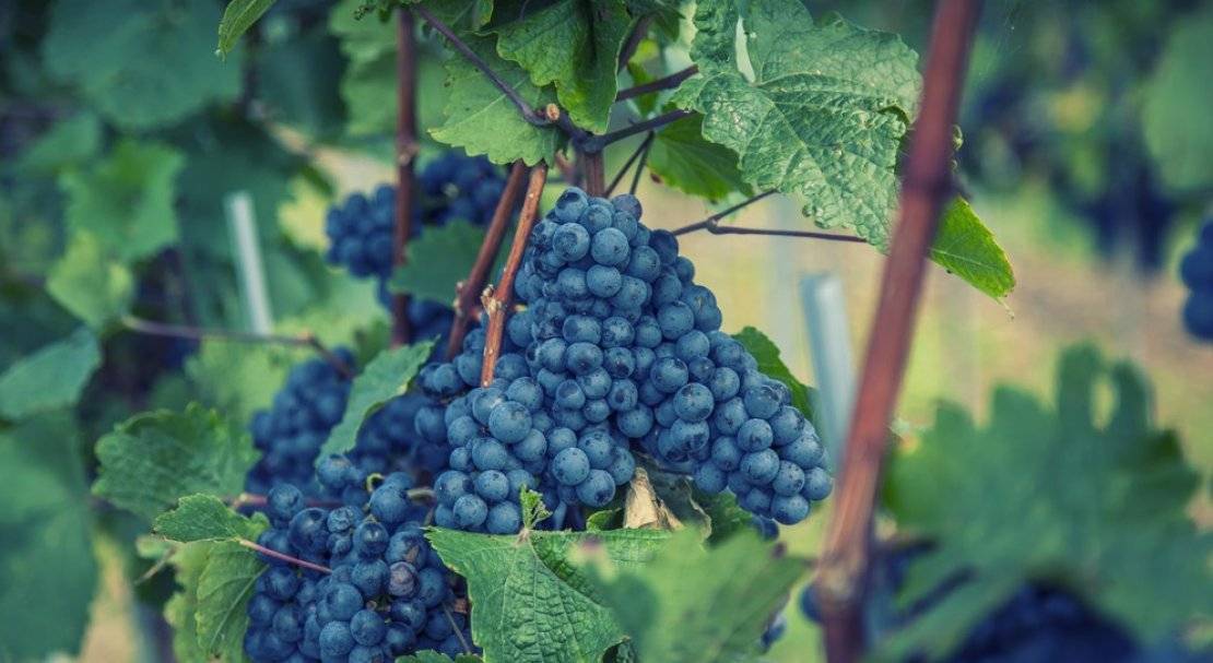 «мерло» — популярный технический сорт винограда