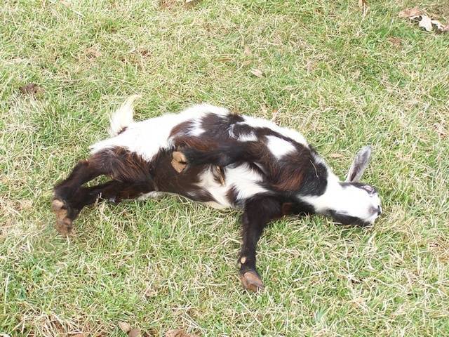 Обморочная коза: при испуге эти животные падают и не могут двигаться