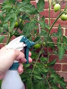 Стоит ли проводить полив томатов борной кислотой? достоинства и недостатки такого применения бора для растений
