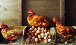 Нужен ли курам петух, чтобы нести яйца и как он влияет на их яйценоскость?