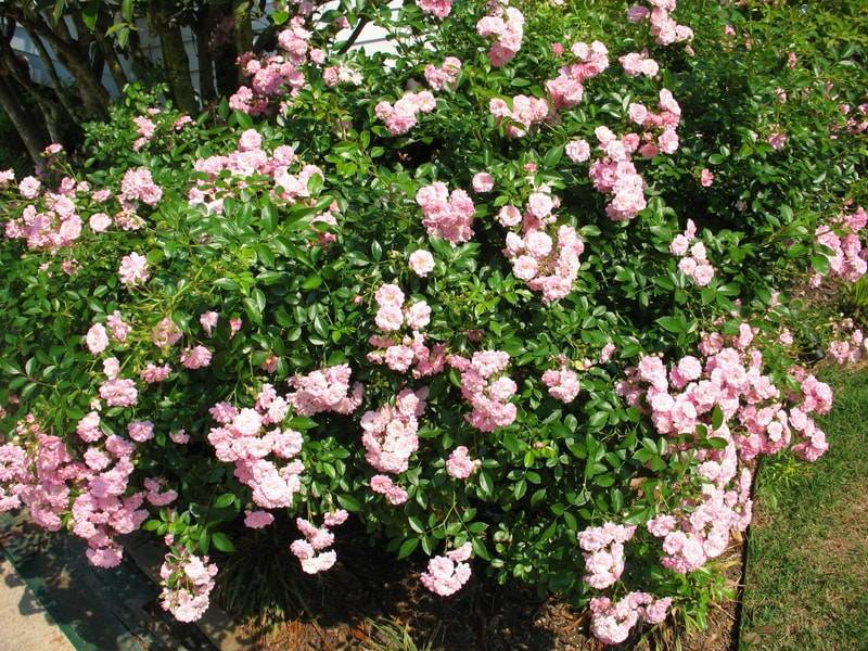 Полиантовые розы и их сорта на фото: выращивание, посадка и уход