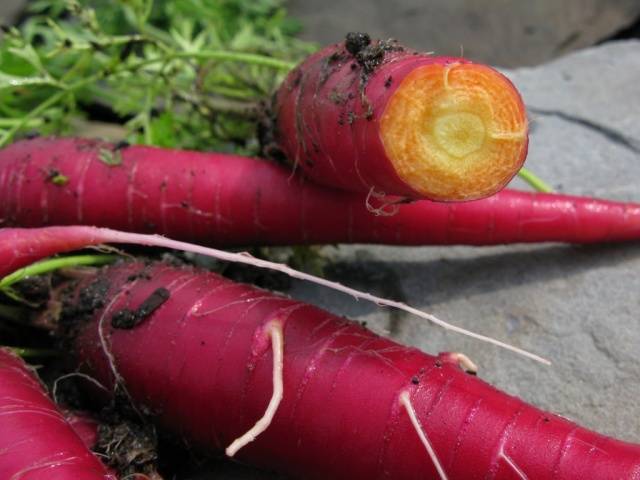 Удивительное разнообразие моркови: фиолетовая, желтая, белая