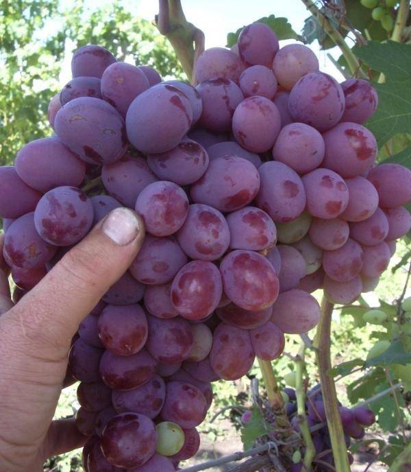 Виноград юпитер: характеристика и описание сорта