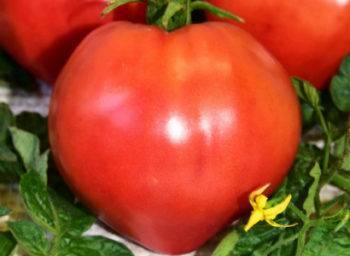 Отличный российский томат «воловье сердце»: описание и характеристики с фото
