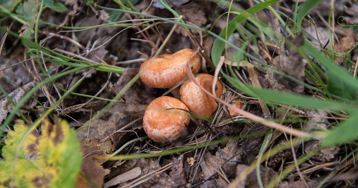 Червивые грибы – можно ли есть и что с ними делать