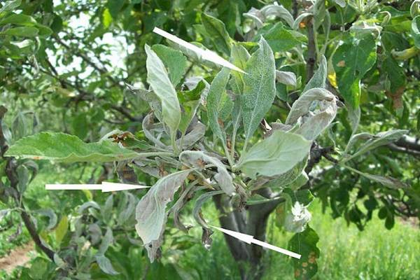 Борьба с яблонным цветоедом: эффективные методы по избавлению от вредителя цветов на яблоне