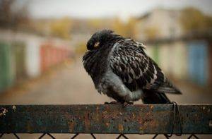 Кокцидиоз у голубей: что дать, чем лечить