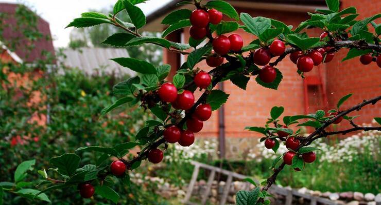 Вишнёвый сад: сорта и виды вишни