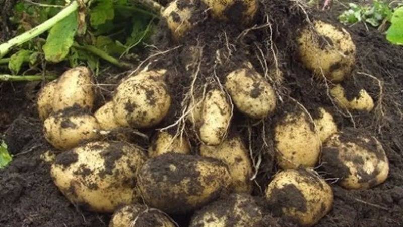 Ранний столовый сорт картофеля «палац» от белорусских селекционеров