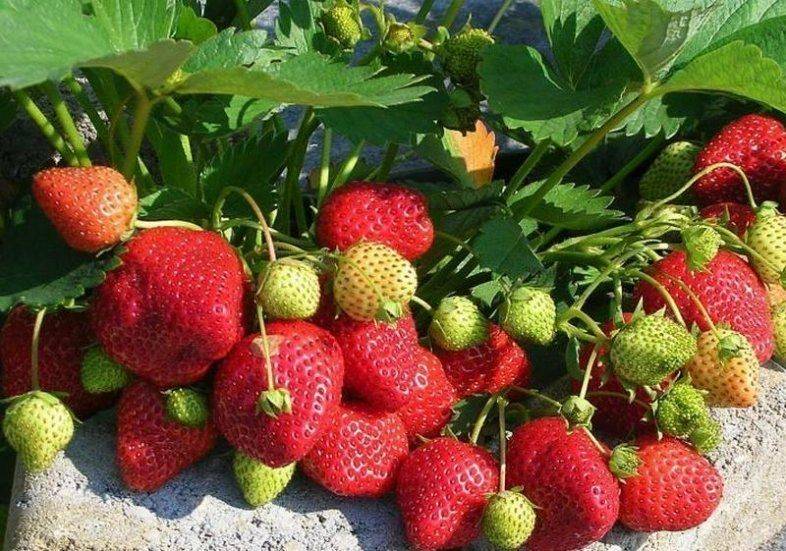 Лучшие сорта земляники ремонтантной безусой