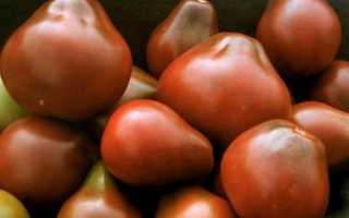 Грушевидные томаты. сорта с описанием и фото