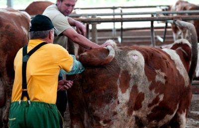 Спаривание коров: возраст и как проходит осеменение, проблемы с покрытием