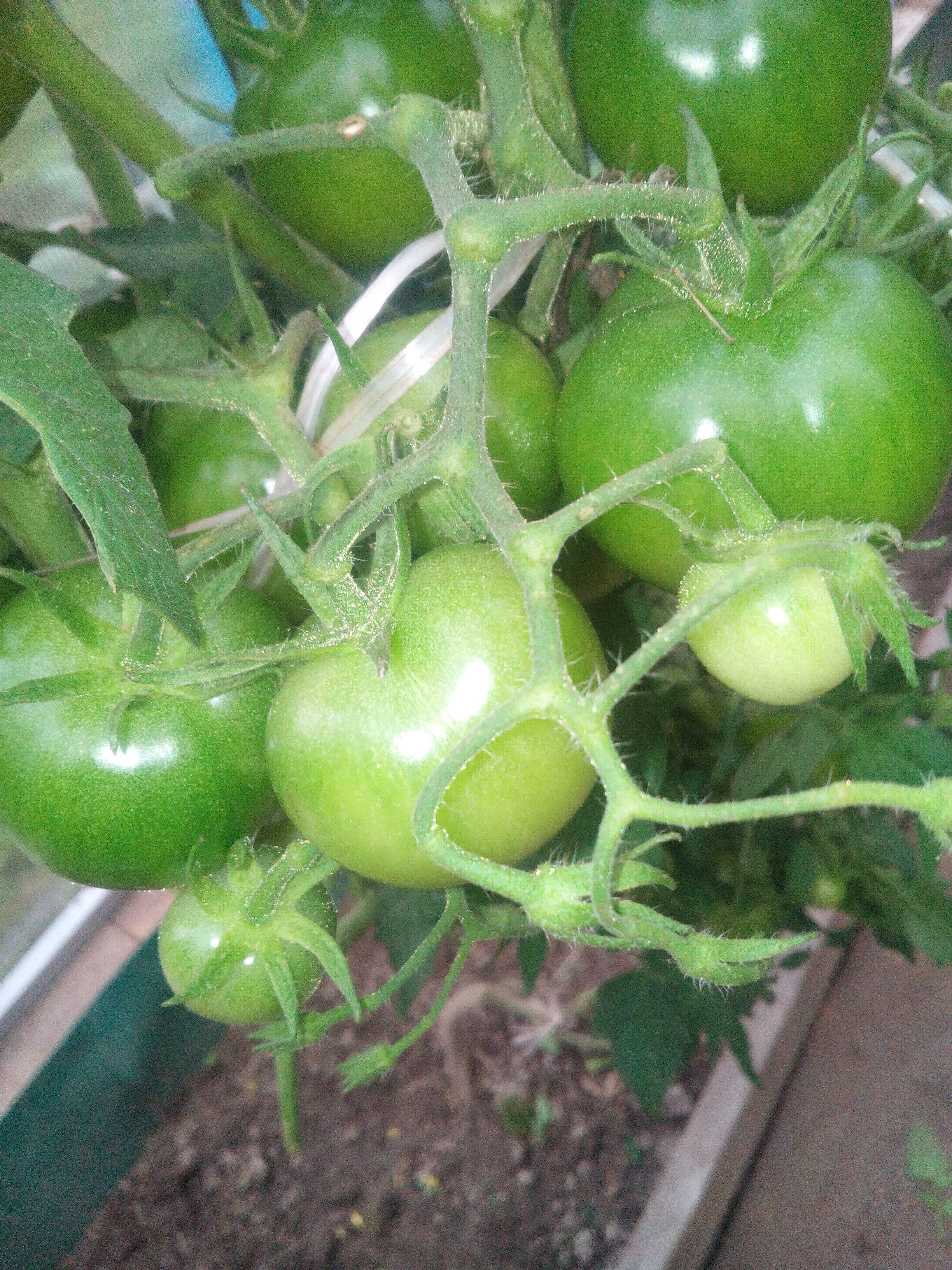 Как в одну лунку сажать по два куста помидор? можно ли использовать любые томаты или нужны специальные?