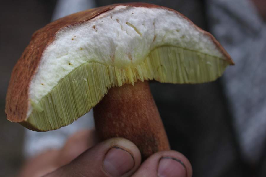 Можно ли есть червивые грибы после обработки. грибникам на заметку: можно ли есть червивые грибы?