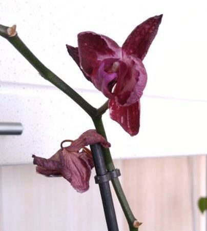 Отвечаем, можно ли пересаживать орхидею зимой