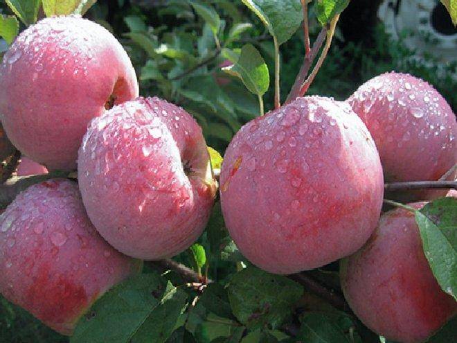 Характеристика яблони сорта Ветеран