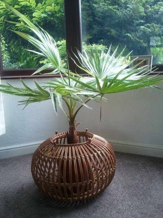 Особенности выращивания пальмы вашингтония