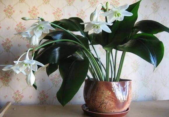 Домашние комнатные цветы и растения с названиями и фото