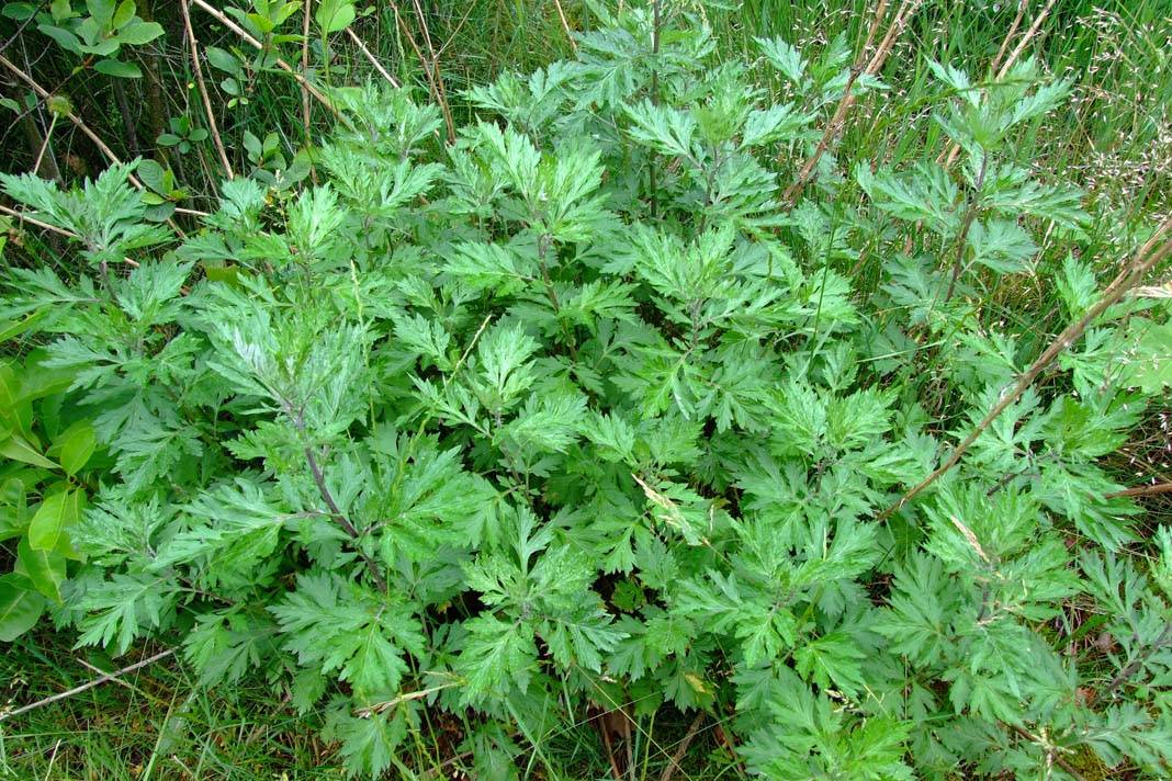 Подорожника большого листья (folia plantaginis majoris)