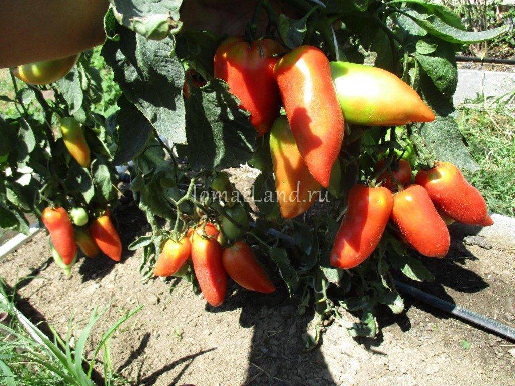Сорт томата корнабель (f1): фото, отзывы, описание, характеристики