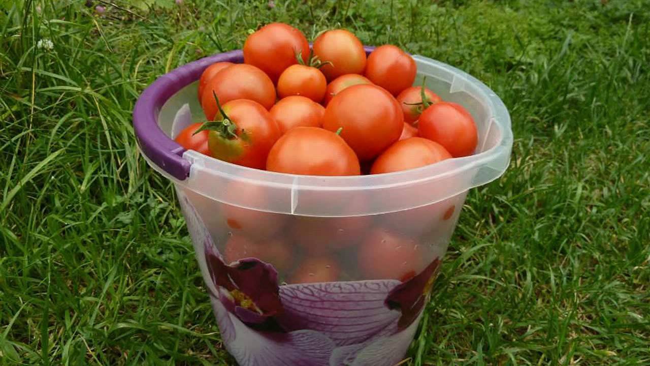 Как заготовить семена помидоров для посадки - дачные советы.ру