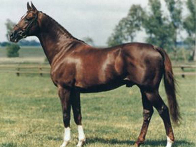 Вороной конь (42 фото): какой это цвет лошади? разновидности масти, черные и серебристые жеребята