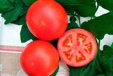Описание томатов сорта "ирина": особенности выращивания