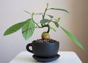 Выращивание авокадо в домашних условиях